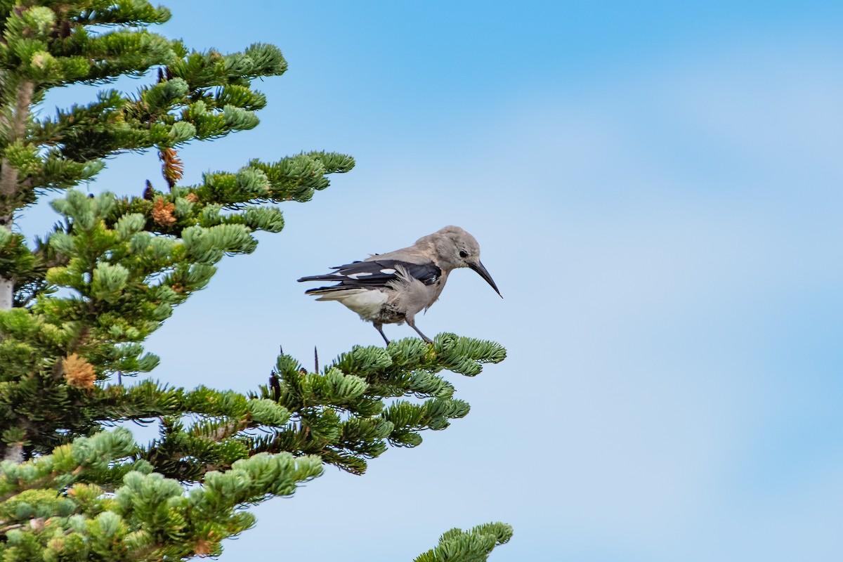 Clark's Nutcracker - ML622149619