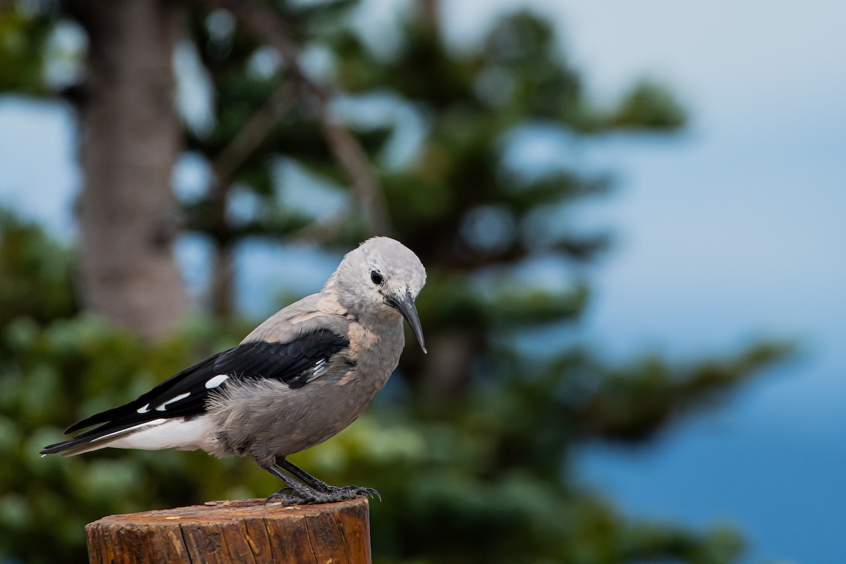 Clark's Nutcracker - ML622149620