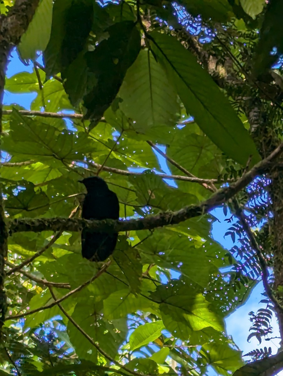 Taveuni Silktail - Dee Golles