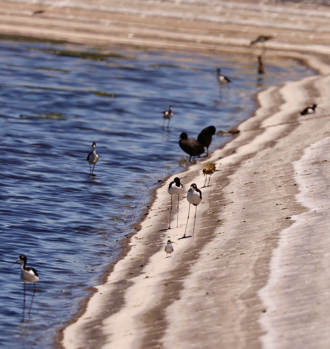 Least Tern - ML622149652