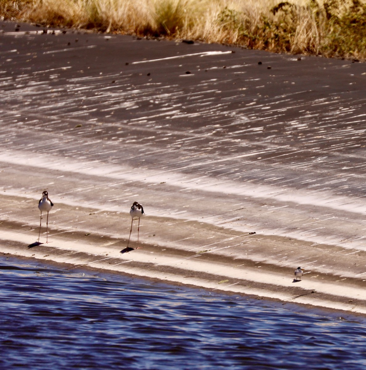 Least Tern - ML622149653