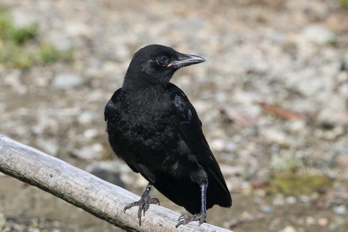 American Crow - ML622149660