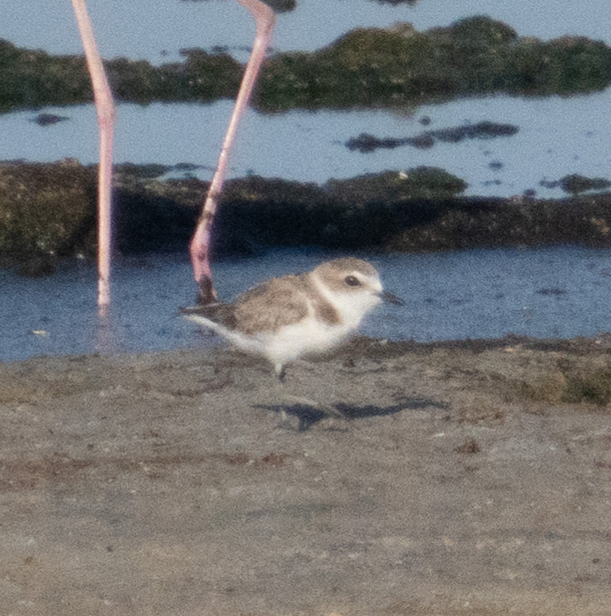 Snowy Plover - Mar Pu