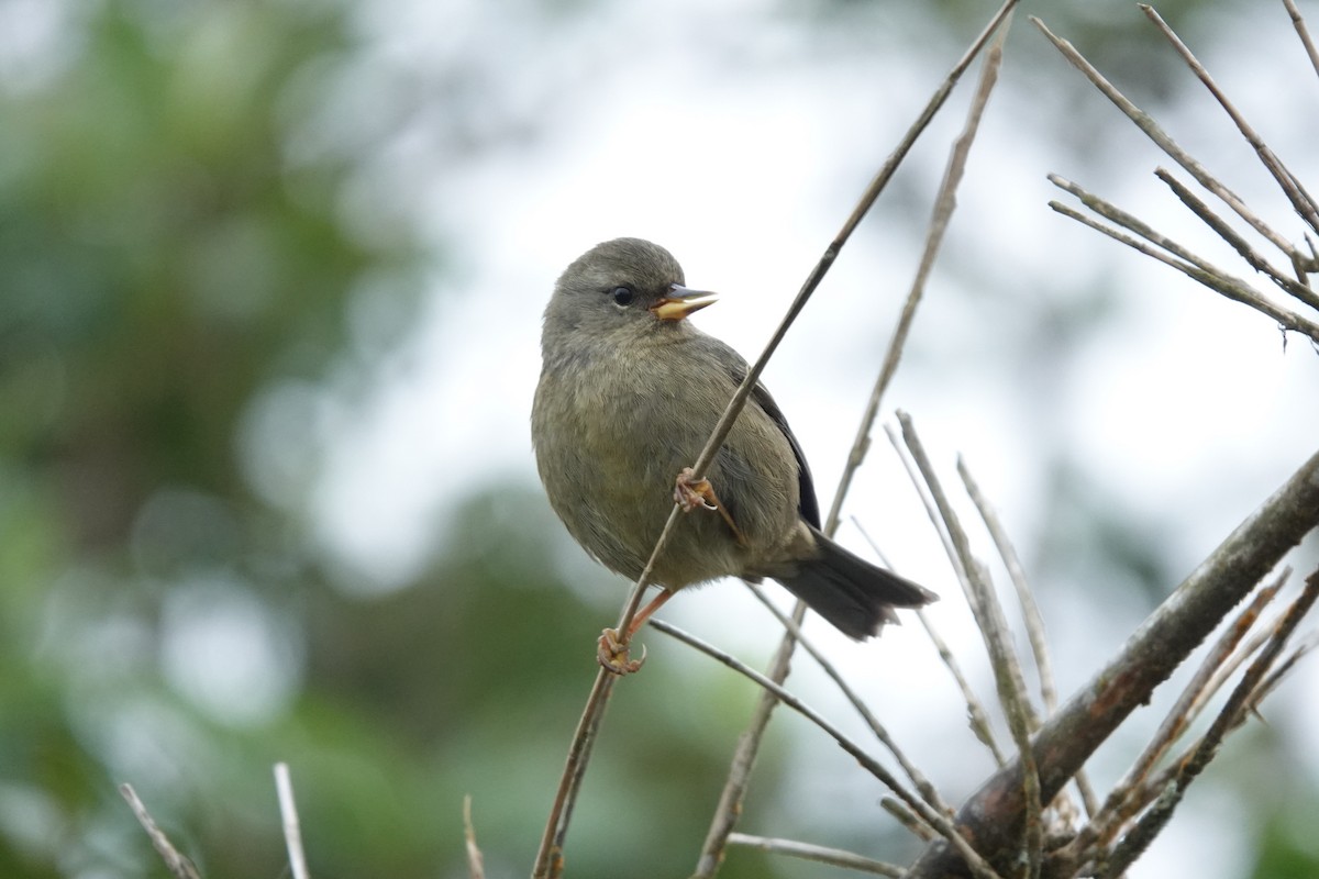 Peg-billed Finch - ML622149668