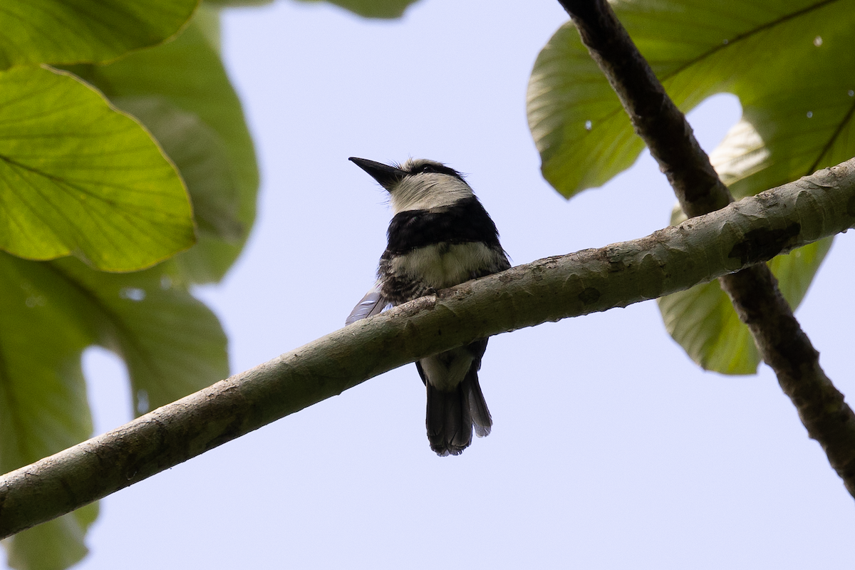 White-necked Puffbird - ML622149669