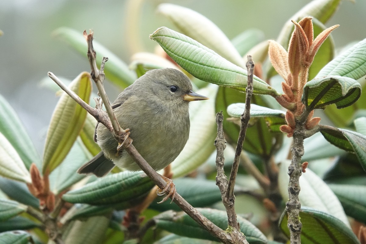 Peg-billed Finch - ML622149672