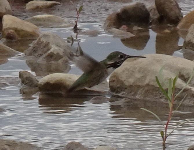 Calliope Hummingbird - ML622149673