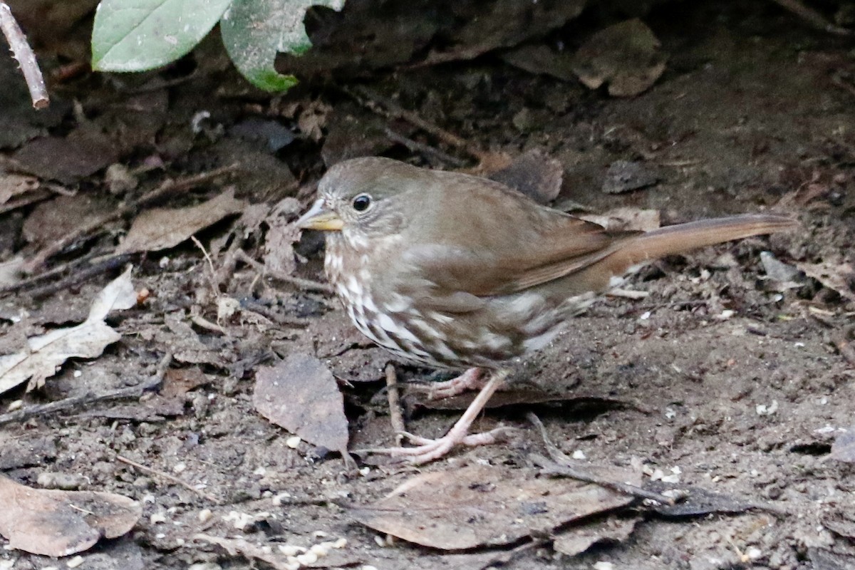 Fox Sparrow (Sooty) - ML622149674