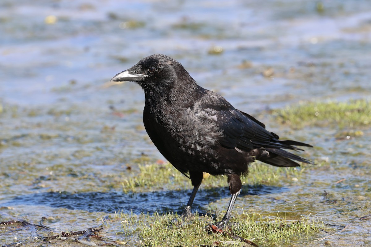 American Crow - ML622149676