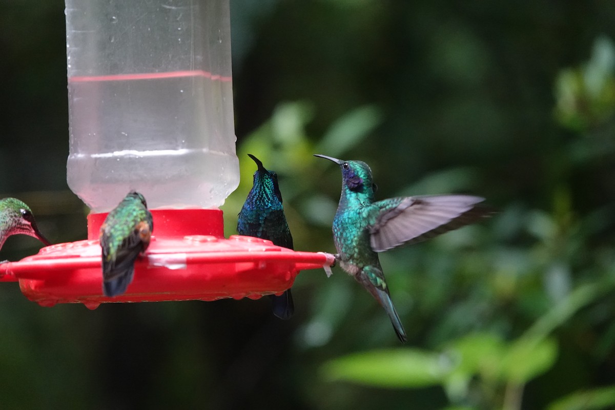 Colibrí Oreja Violeta Menor - ML622149680