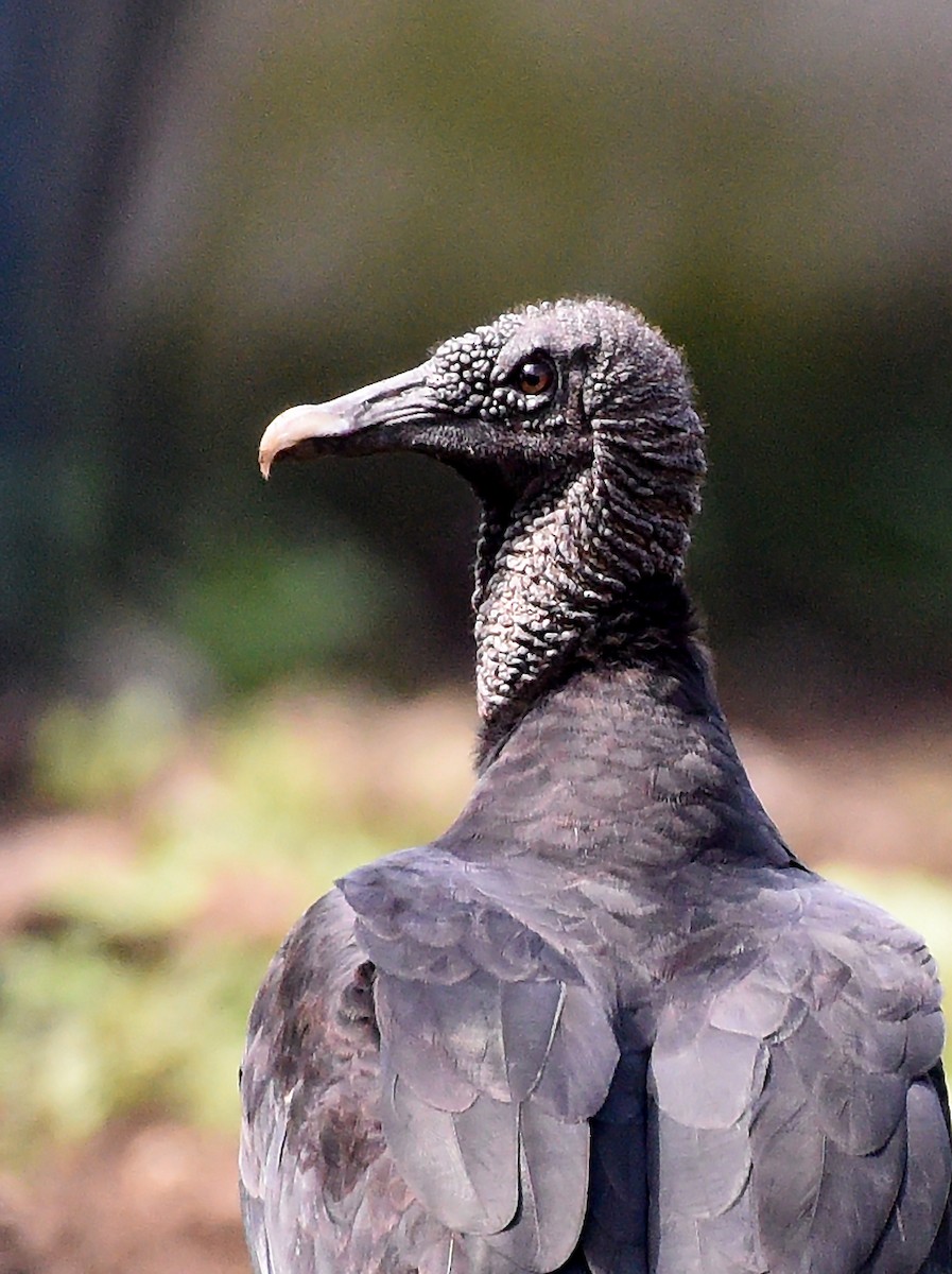 Black Vulture - ML622149682