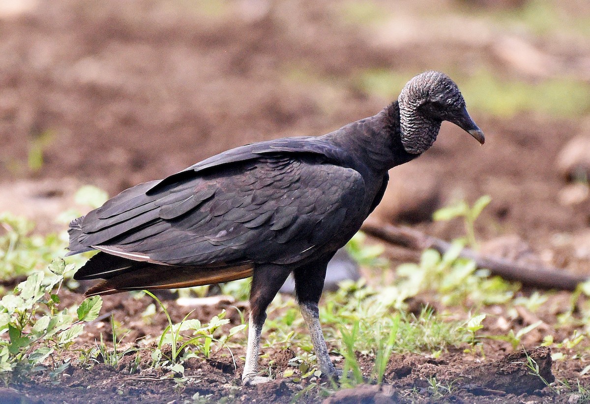 Black Vulture - ML622149683