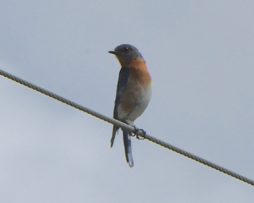 Eastern Bluebird - ML622149684