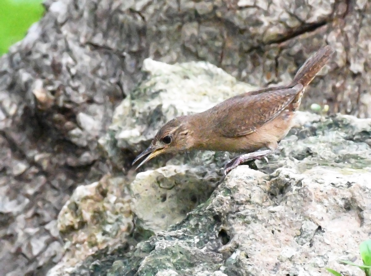 House Wren (Southern) - ML622149686