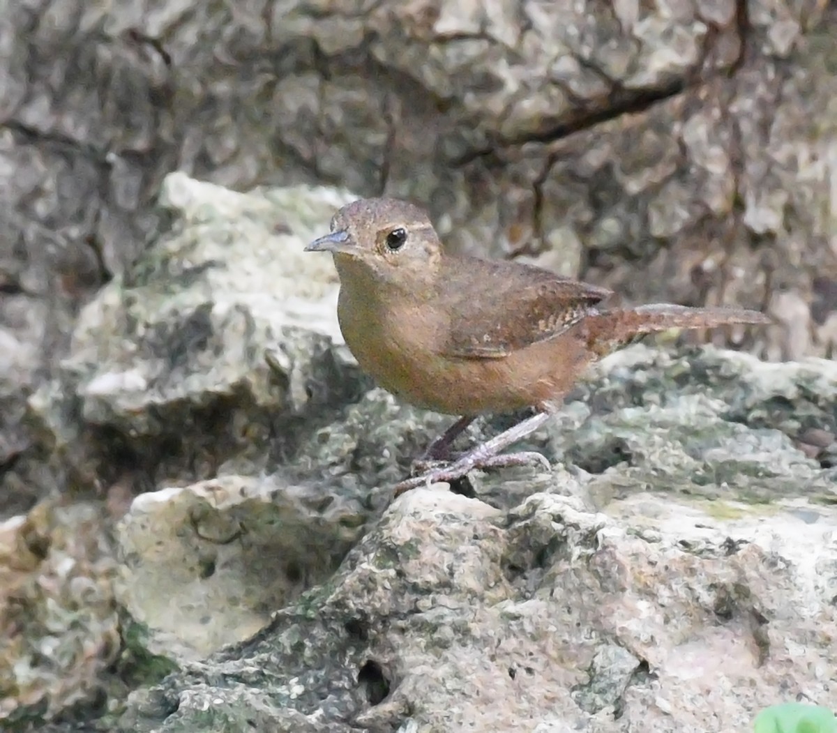 House Wren (Southern) - Steven Mlodinow