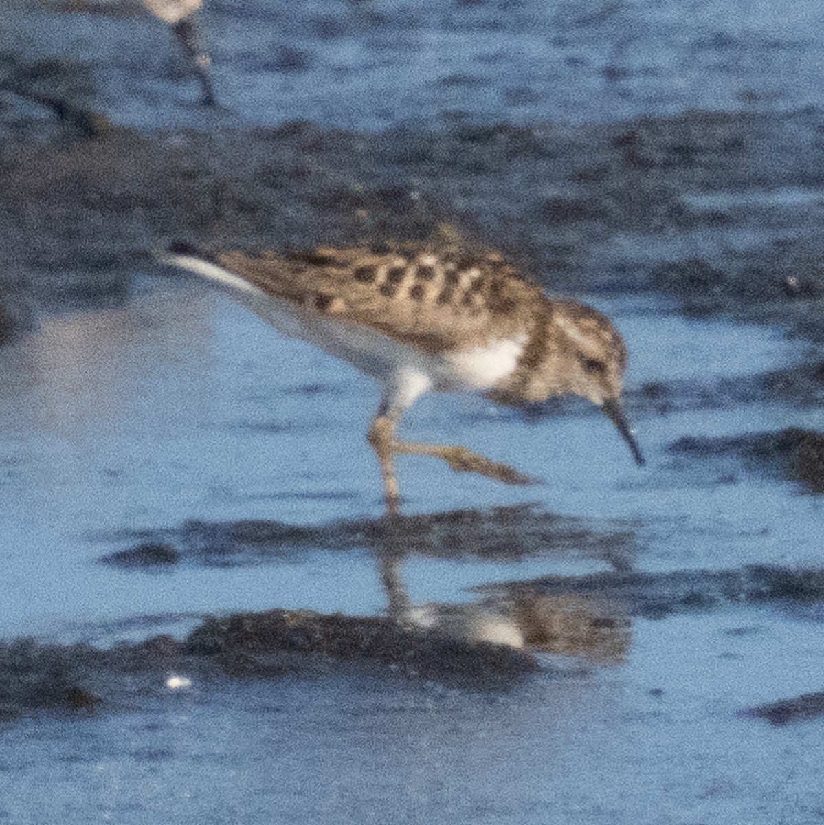 Least Sandpiper - ML622149709