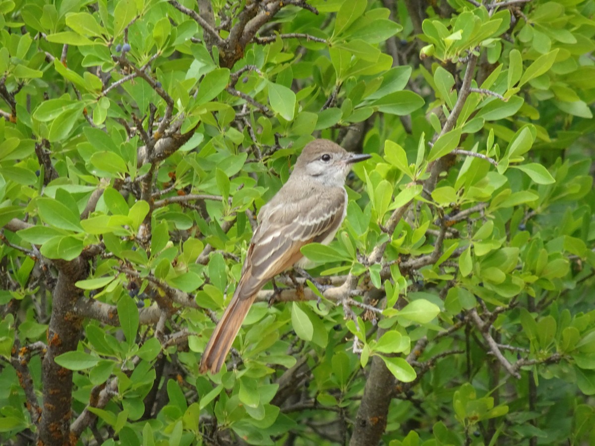 Ash-throated Flycatcher - ML622149718