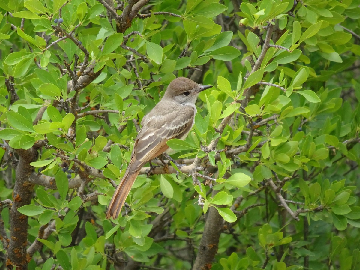 Ash-throated Flycatcher - ML622149720