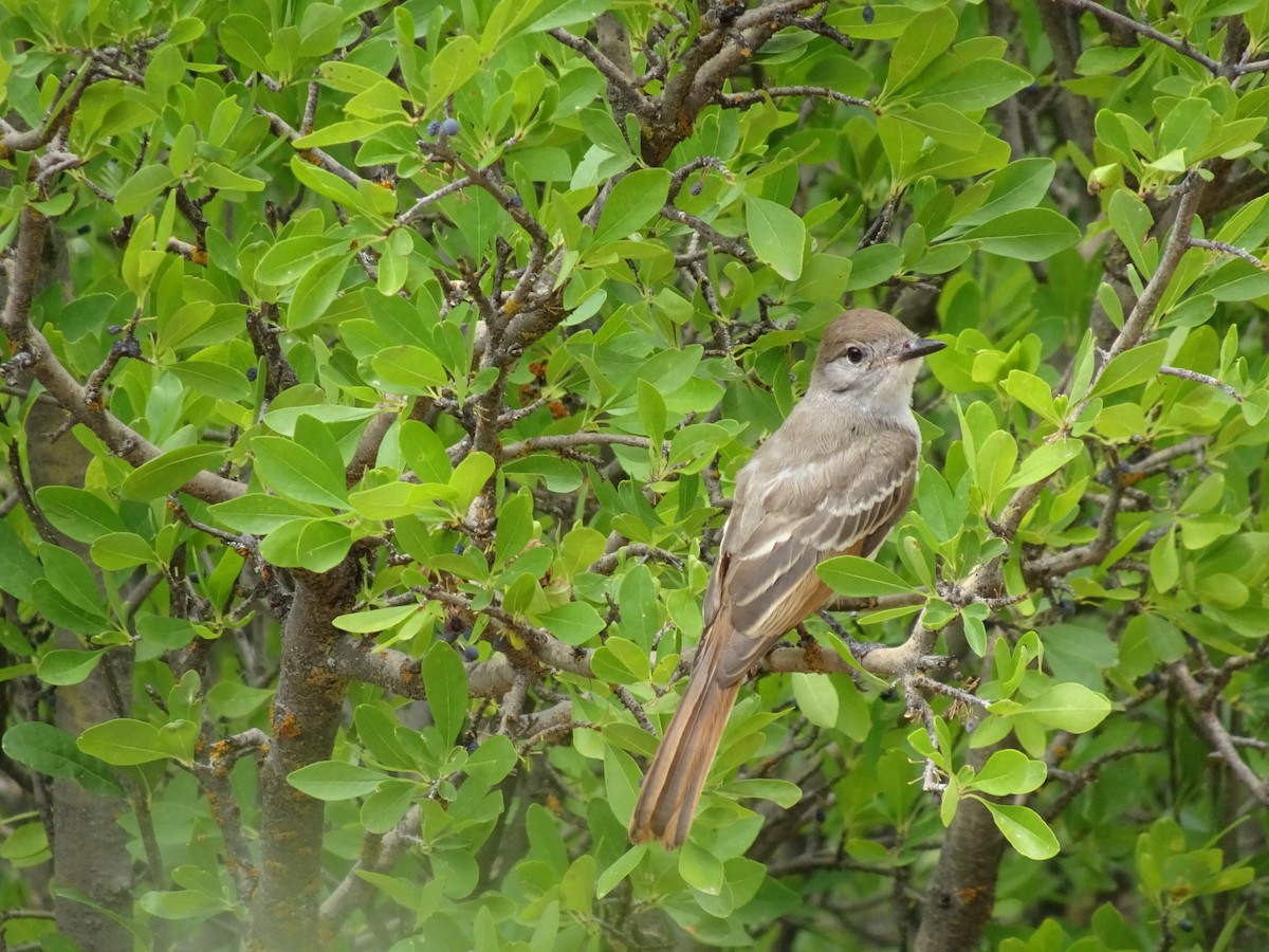 Ash-throated Flycatcher - ML622149724