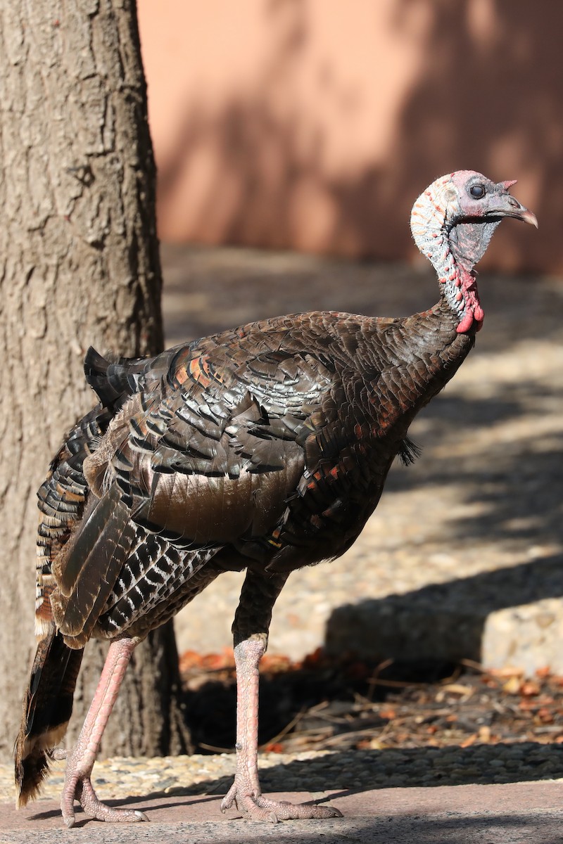 Wild Turkey - Emily Holcomb