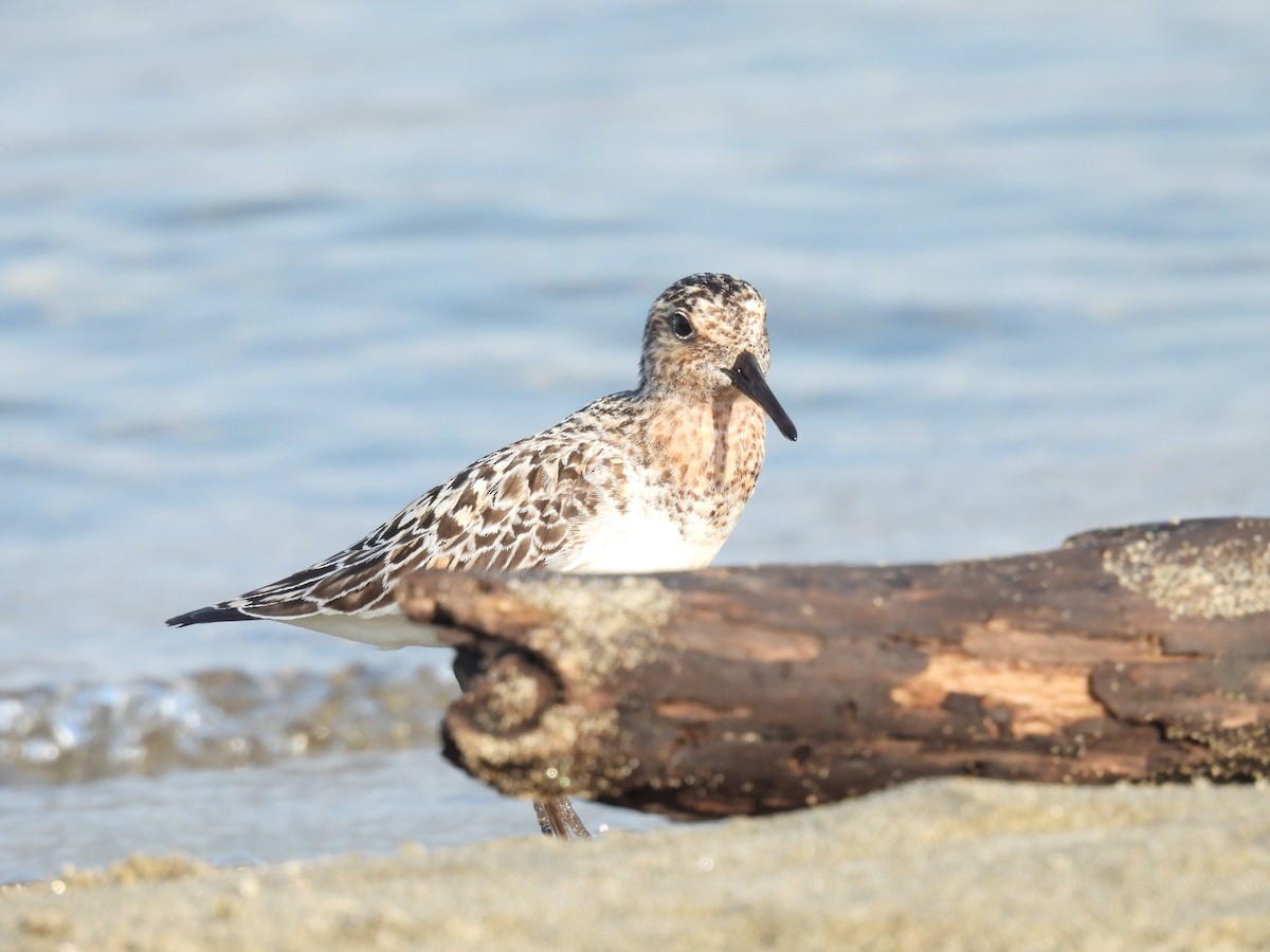 Sanderling - ML622149761