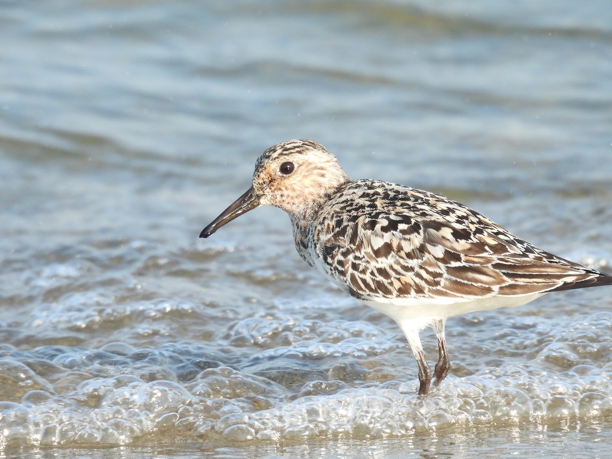 Sanderling - ML622149762