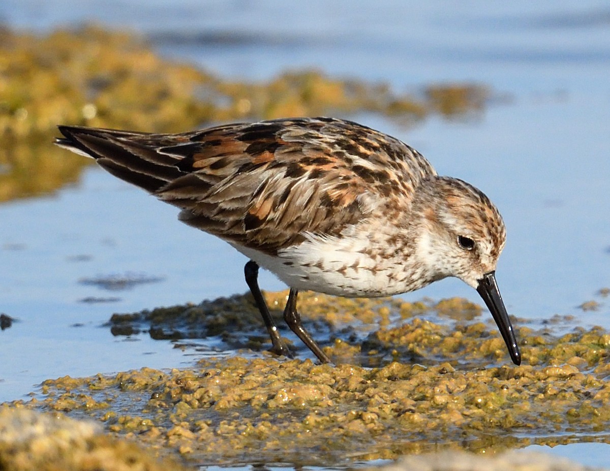 Western Sandpiper - Margaret Hough