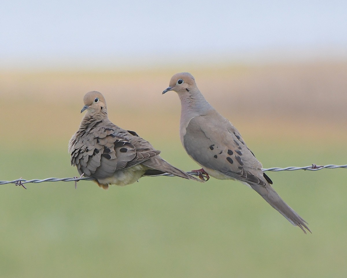 Mourning Dove - ML622149783