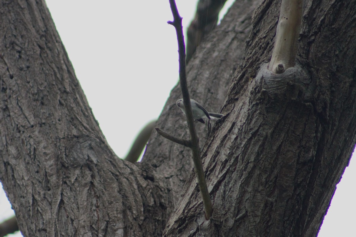 Blue-gray Gnatcatcher - ML622149790