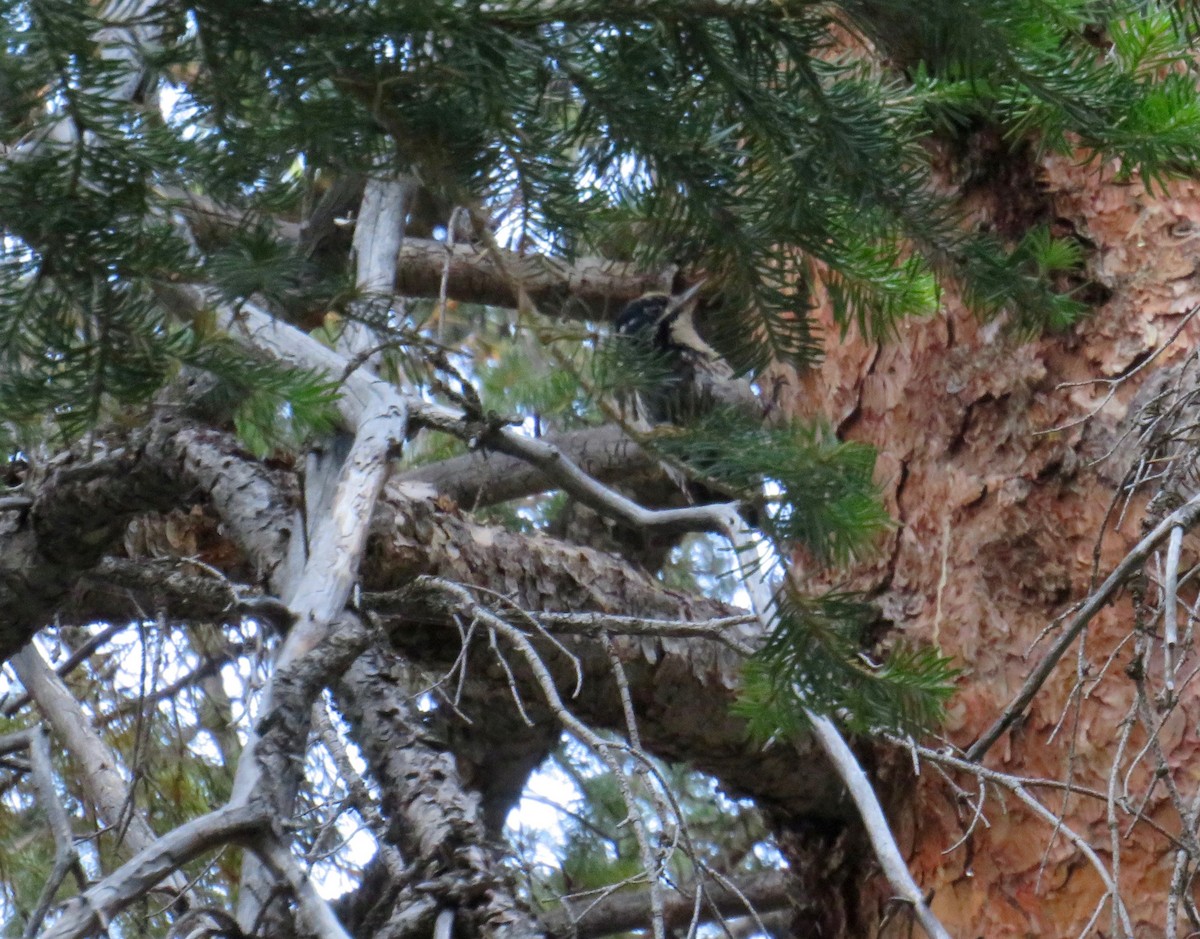 American Three-toed Woodpecker - ML622149821