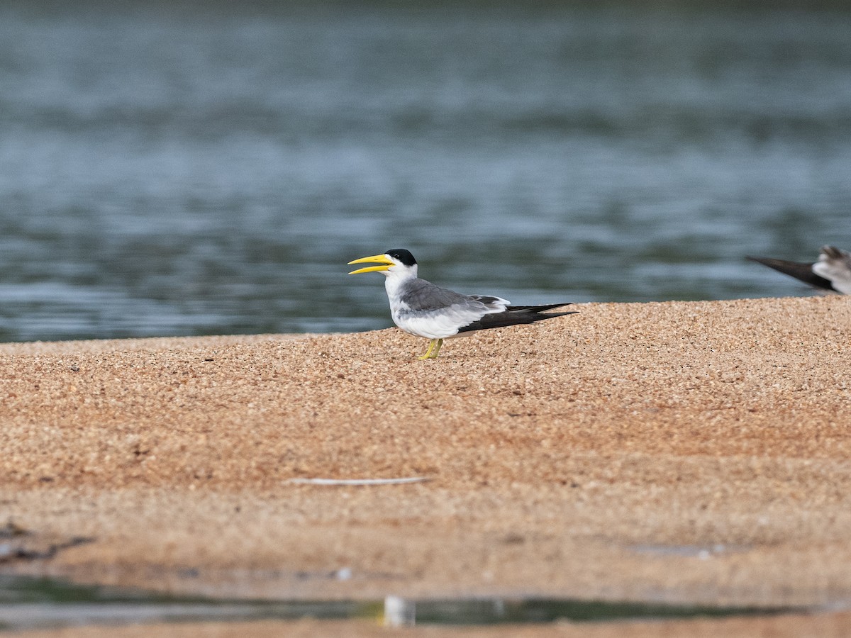 Large-billed Tern - ML622149826