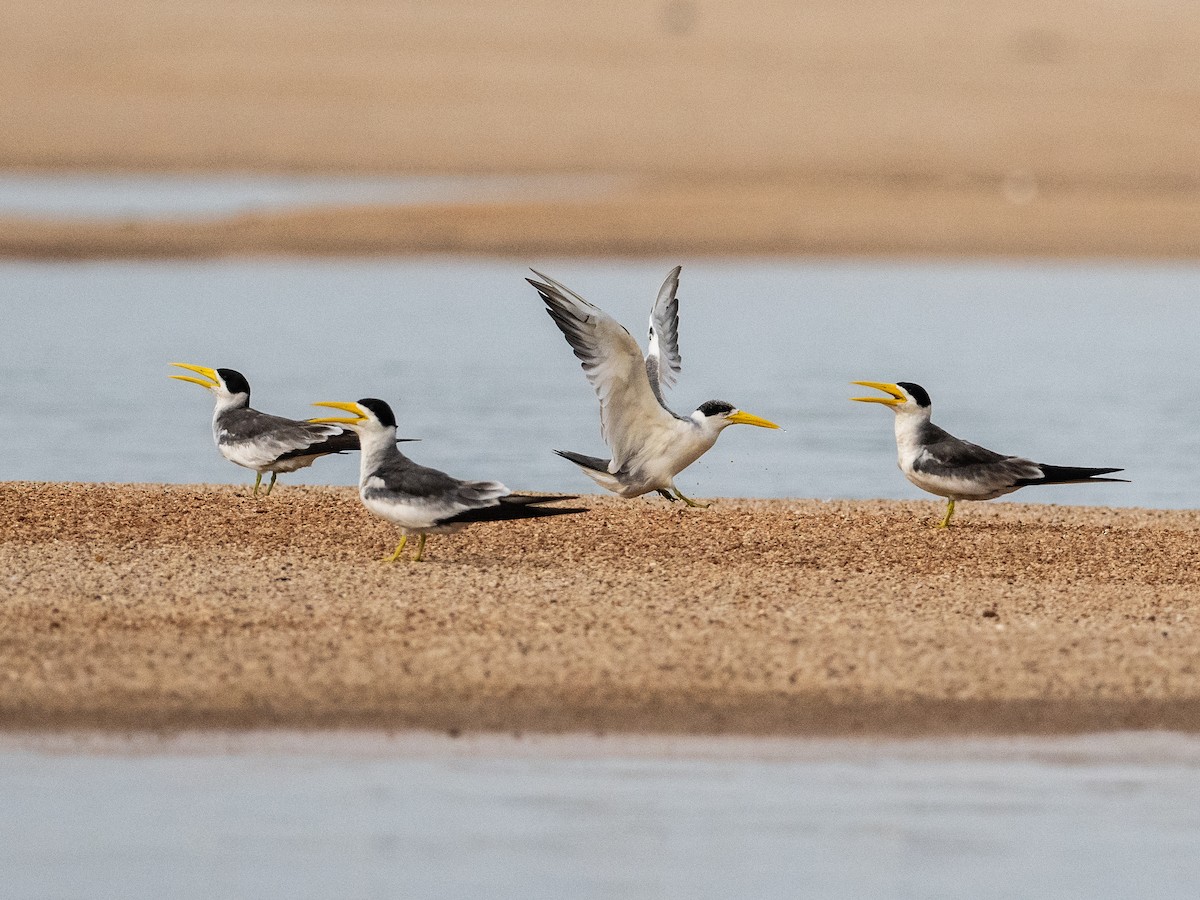 Large-billed Tern - ML622149827