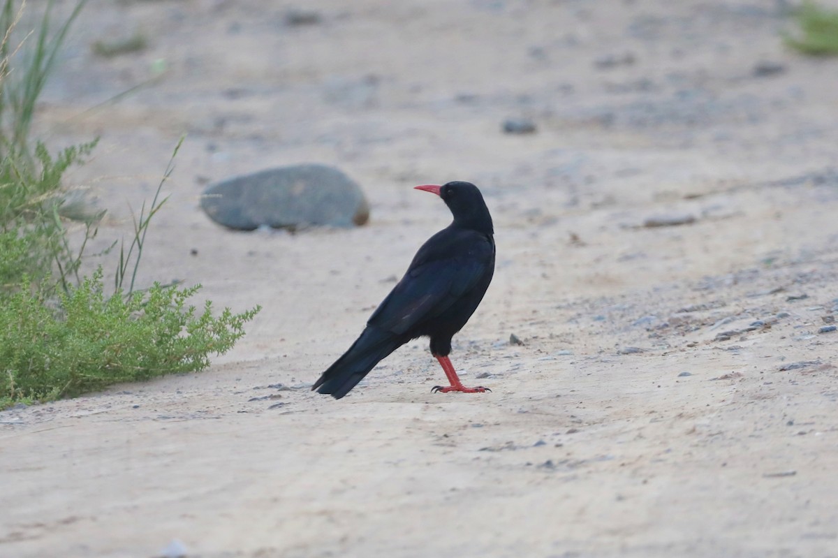 Red-billed Chough - ML622149829