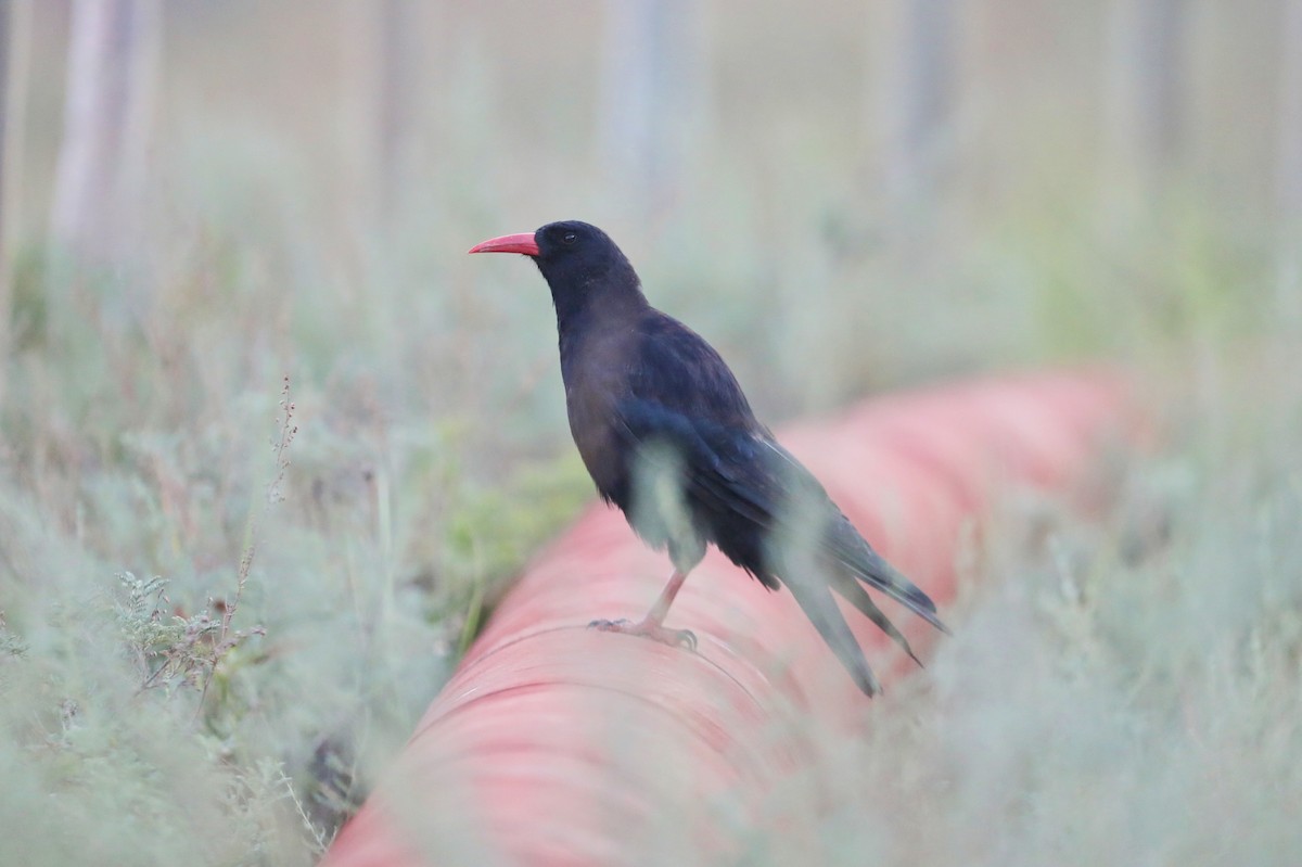 Red-billed Chough - ML622149830