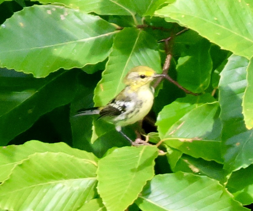 Black-throated Green Warbler - Charlie   Nims