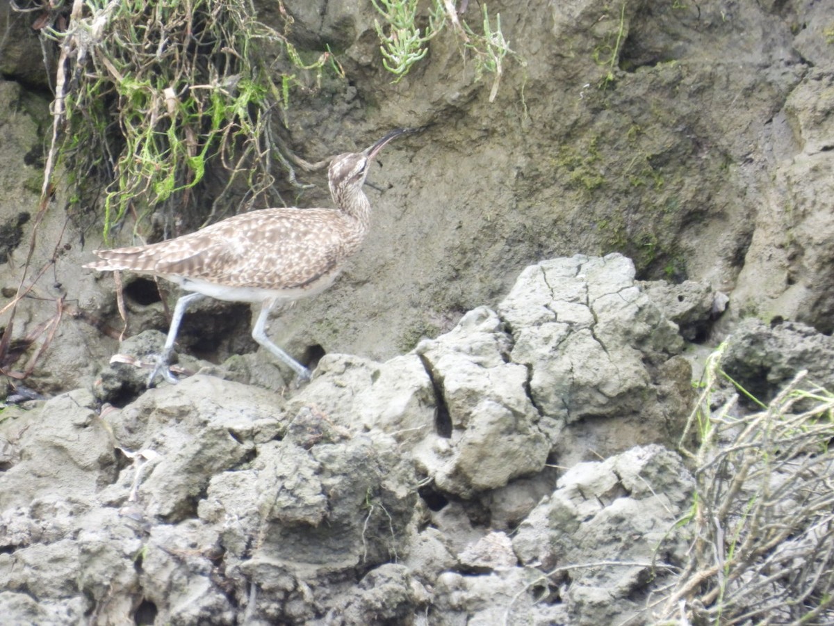 Whimbrel - ML622149835