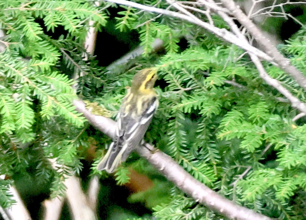 Black-throated Green Warbler - Charlie   Nims