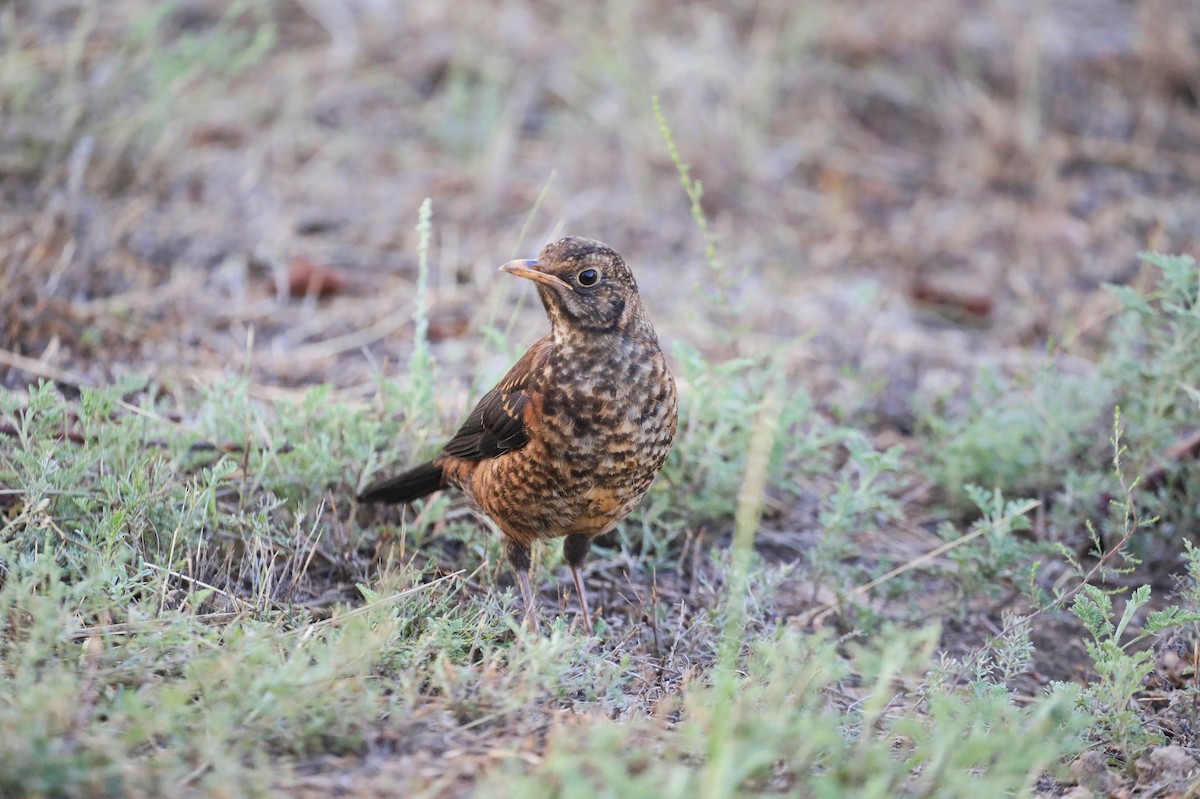 Chestnut Thrush - ML622149837