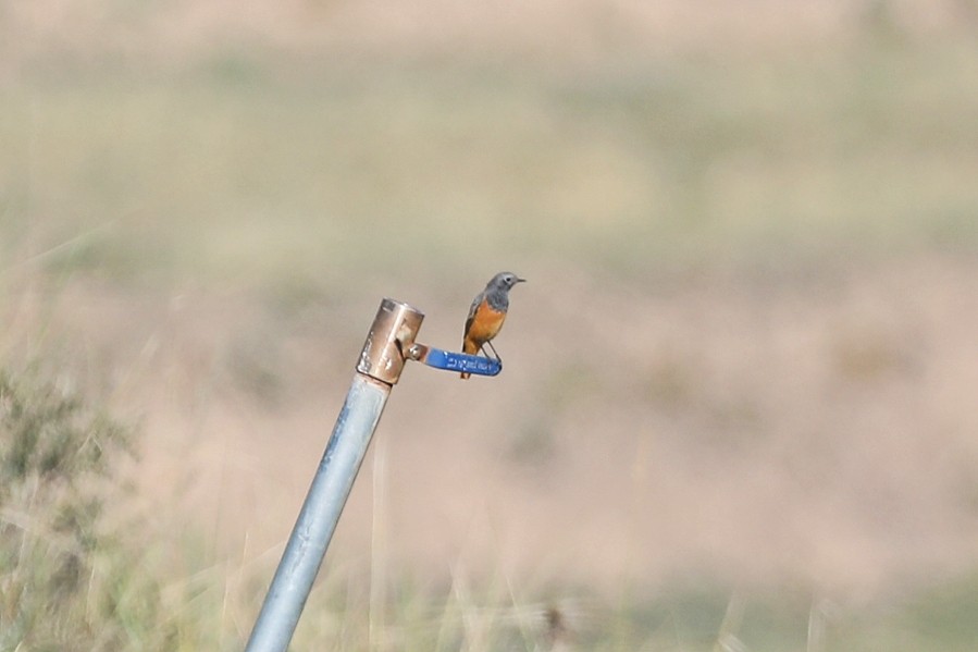 Black Redstart - ML622149838