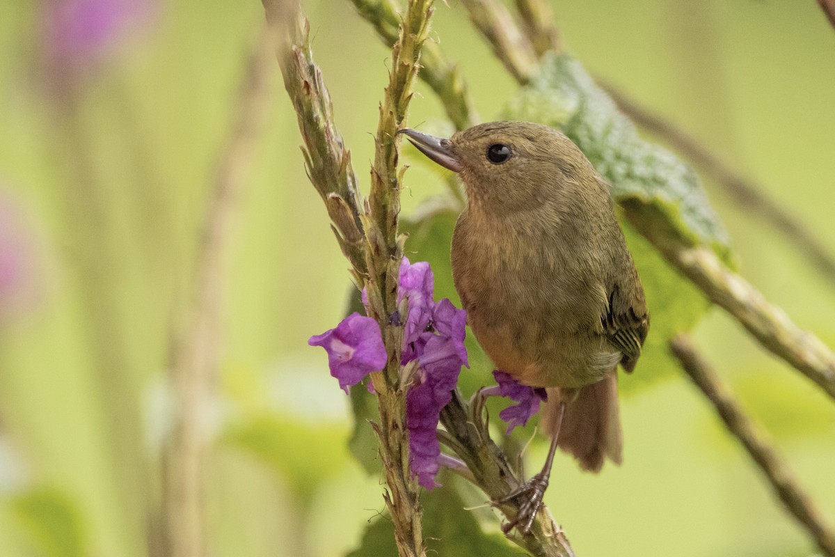 Slaty Flowerpiercer - ML622149839