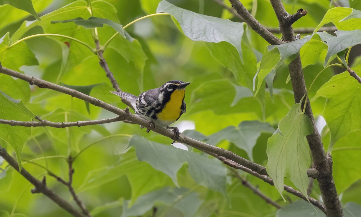 Yellow-throated Warbler - ML622149841