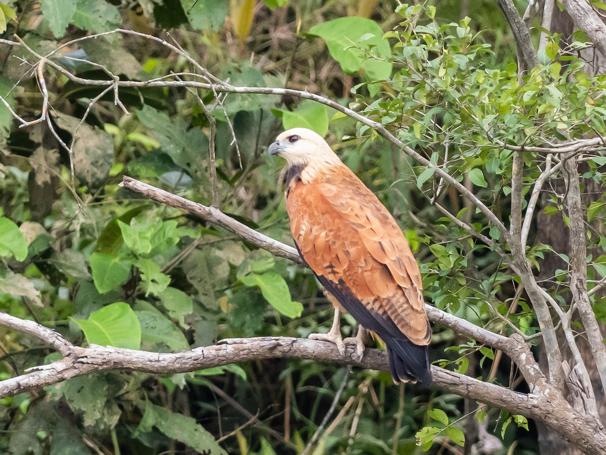 Black-collared Hawk - ML622149843