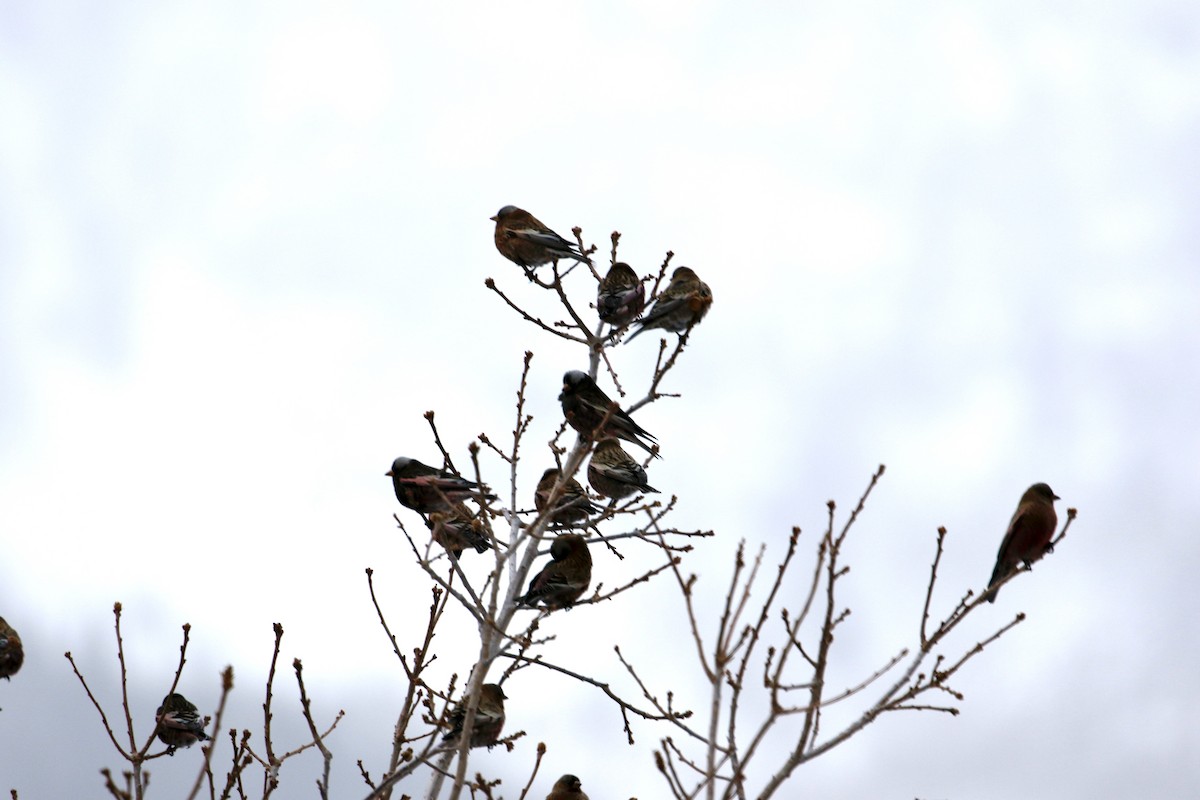 Gray-crowned Rosy-Finch - ML622149850