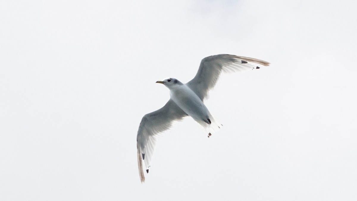 Black-legged Kittiwake - ML622149851