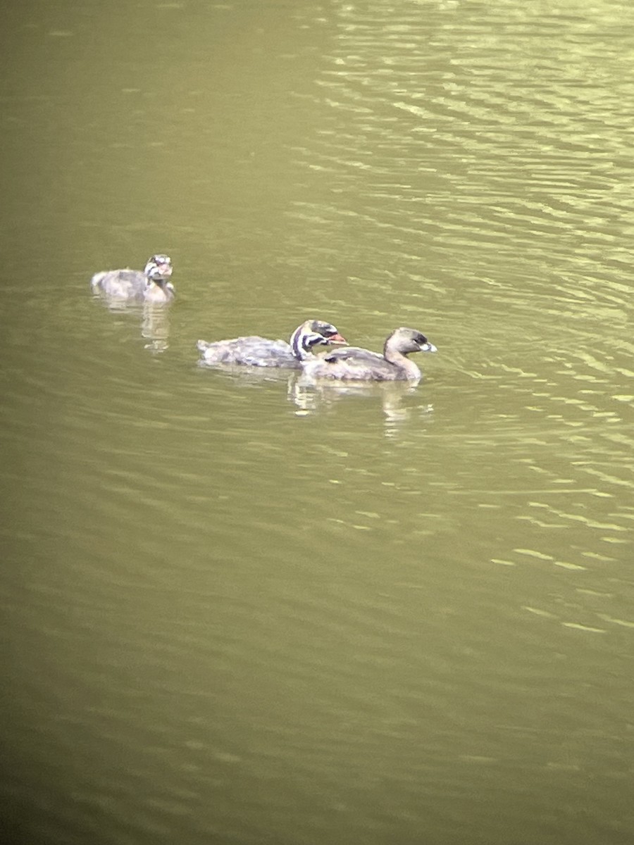 Pied-billed Grebe - ML622149852