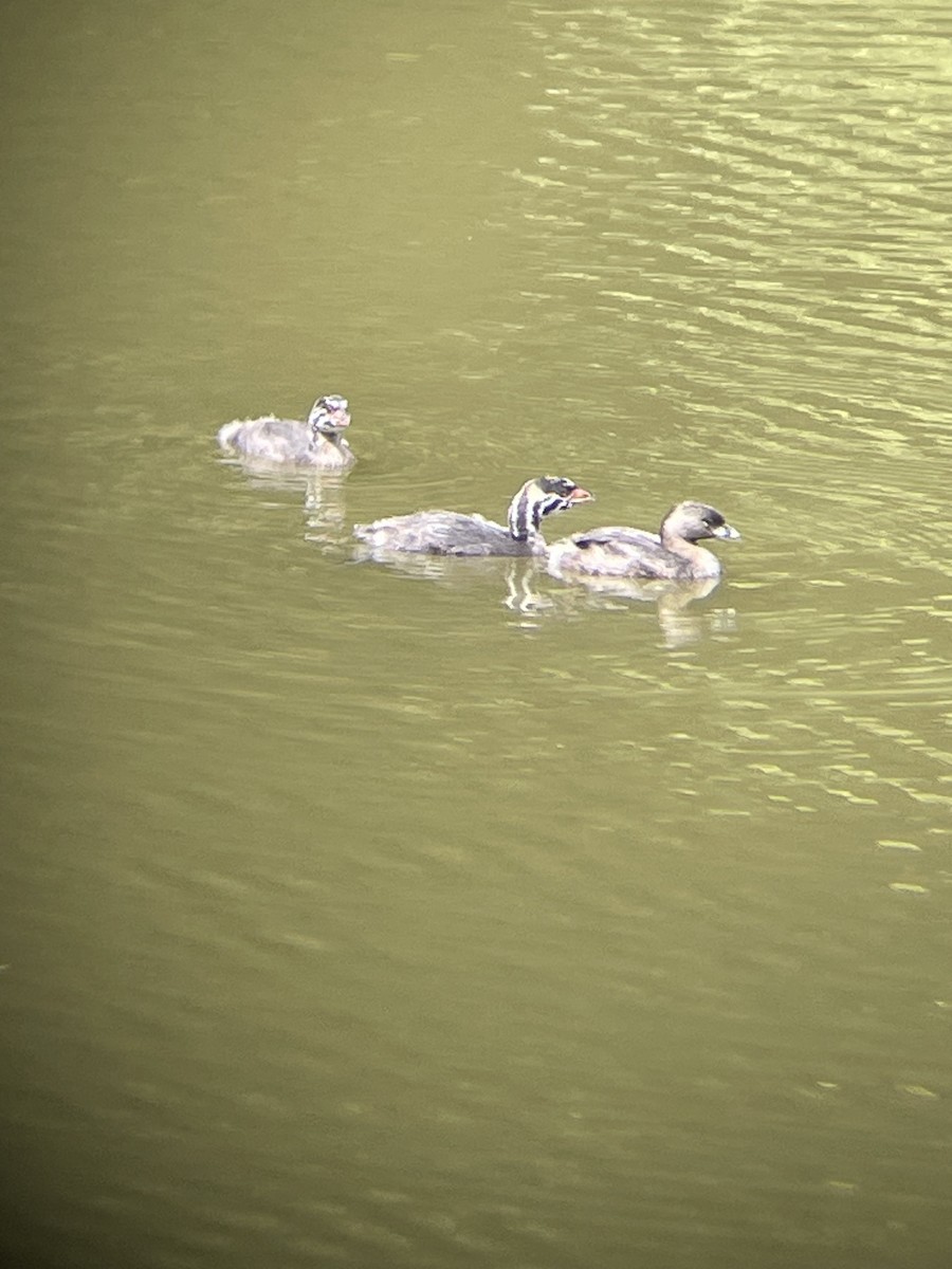 Pied-billed Grebe - ML622149853