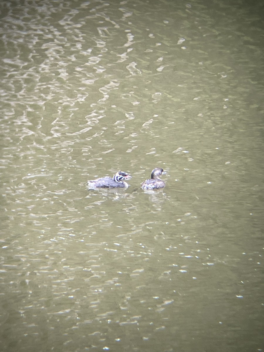 Pied-billed Grebe - ML622149854