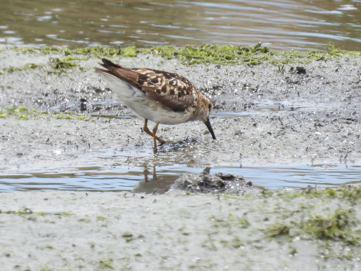 Least Sandpiper - ML622149857