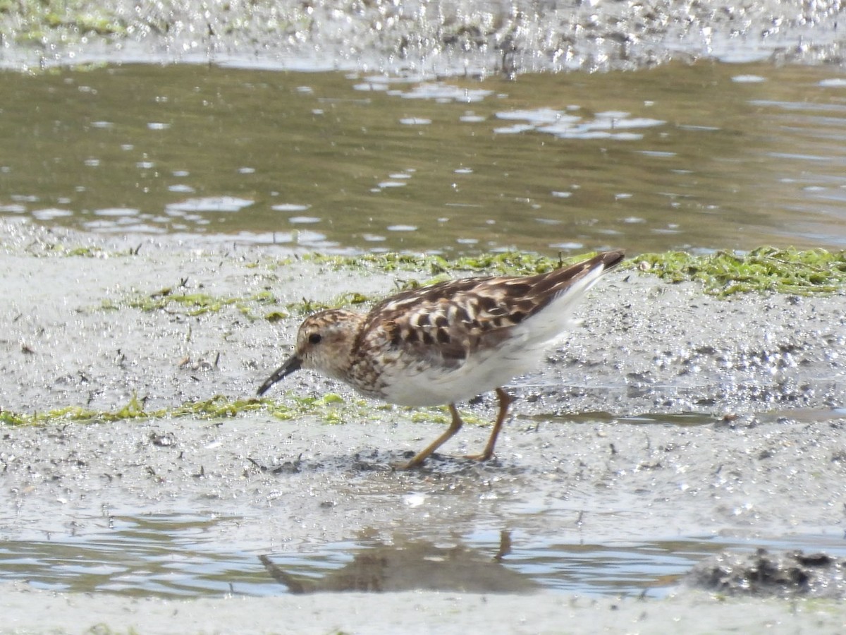 Least Sandpiper - ML622149858