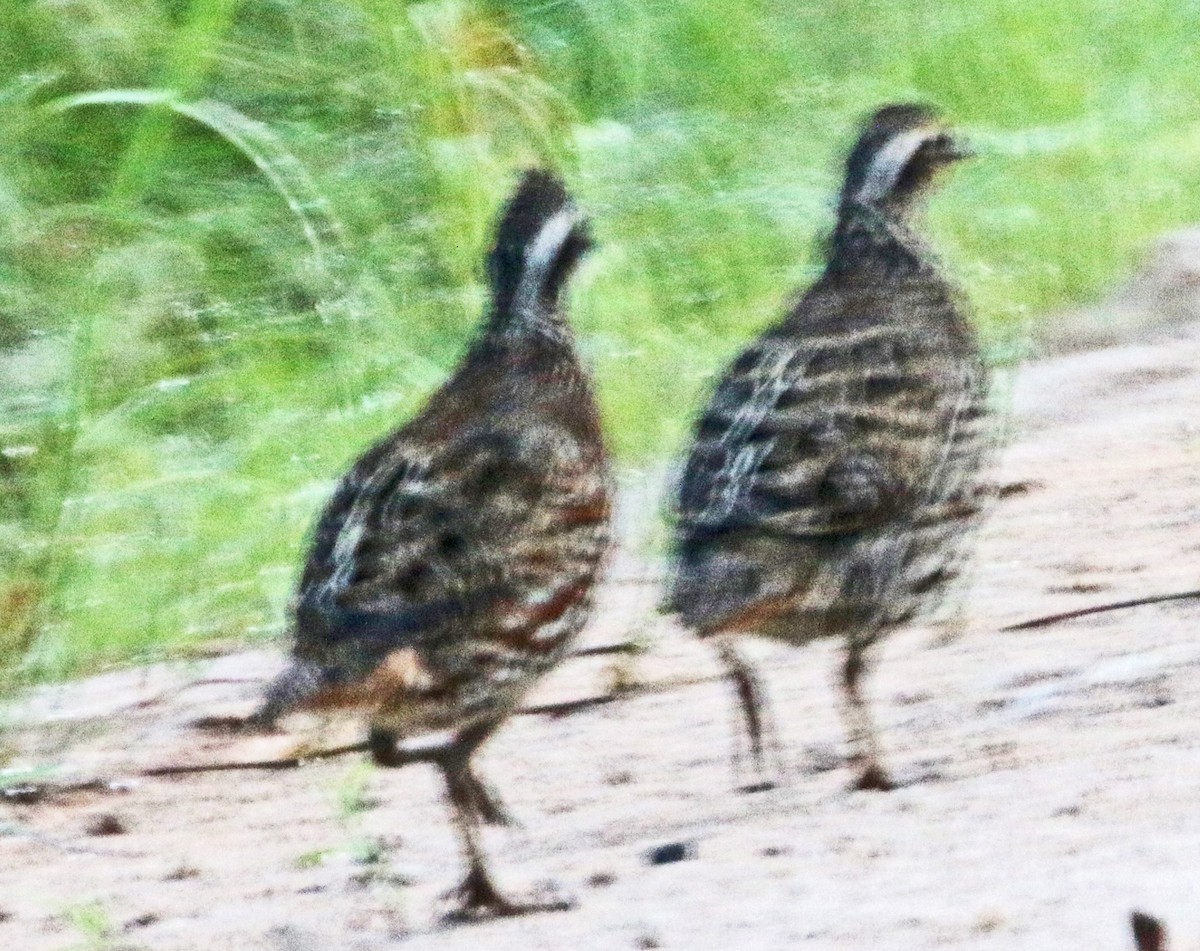 Northern Bobwhite - ML622149922